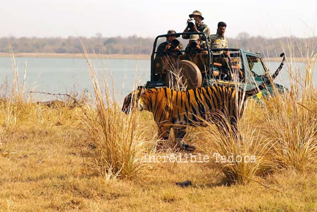 tadoba safari availability