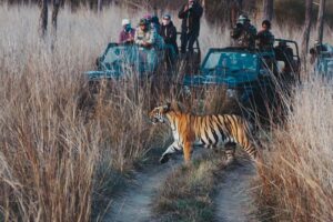 Tadoba Tour Packages