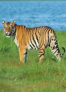 Tigress T 52- Madhu Incredible Tadoba
