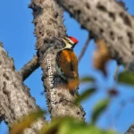 Flameback Woodpecker