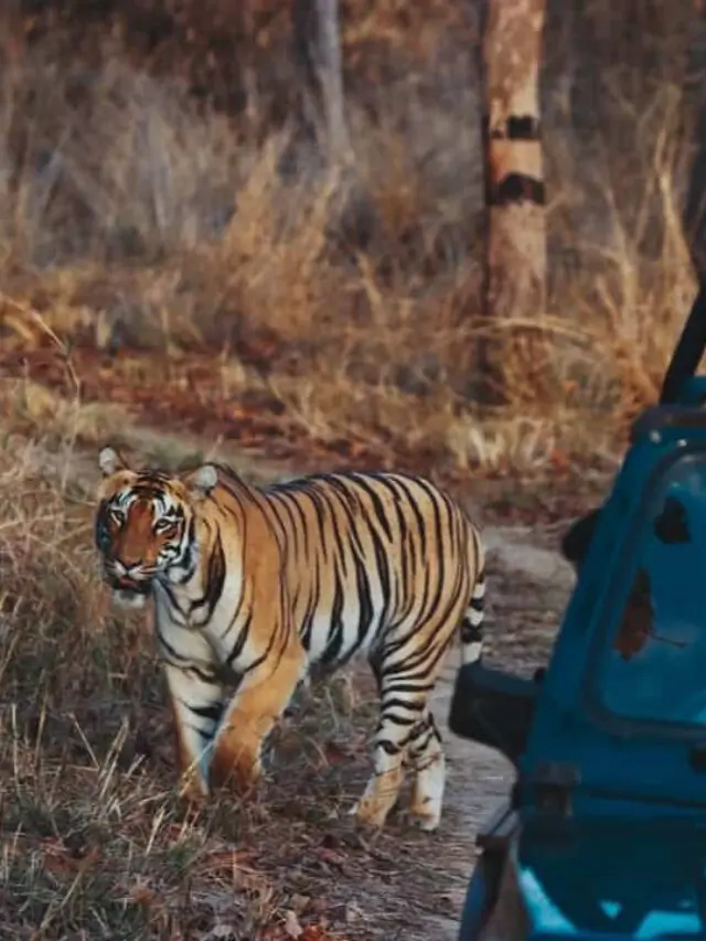 Incredible Tadoba Jungle Safari