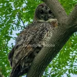 Mottel Wood Owl