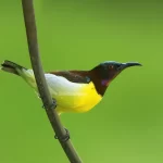 Purple-Rumped Sunbird