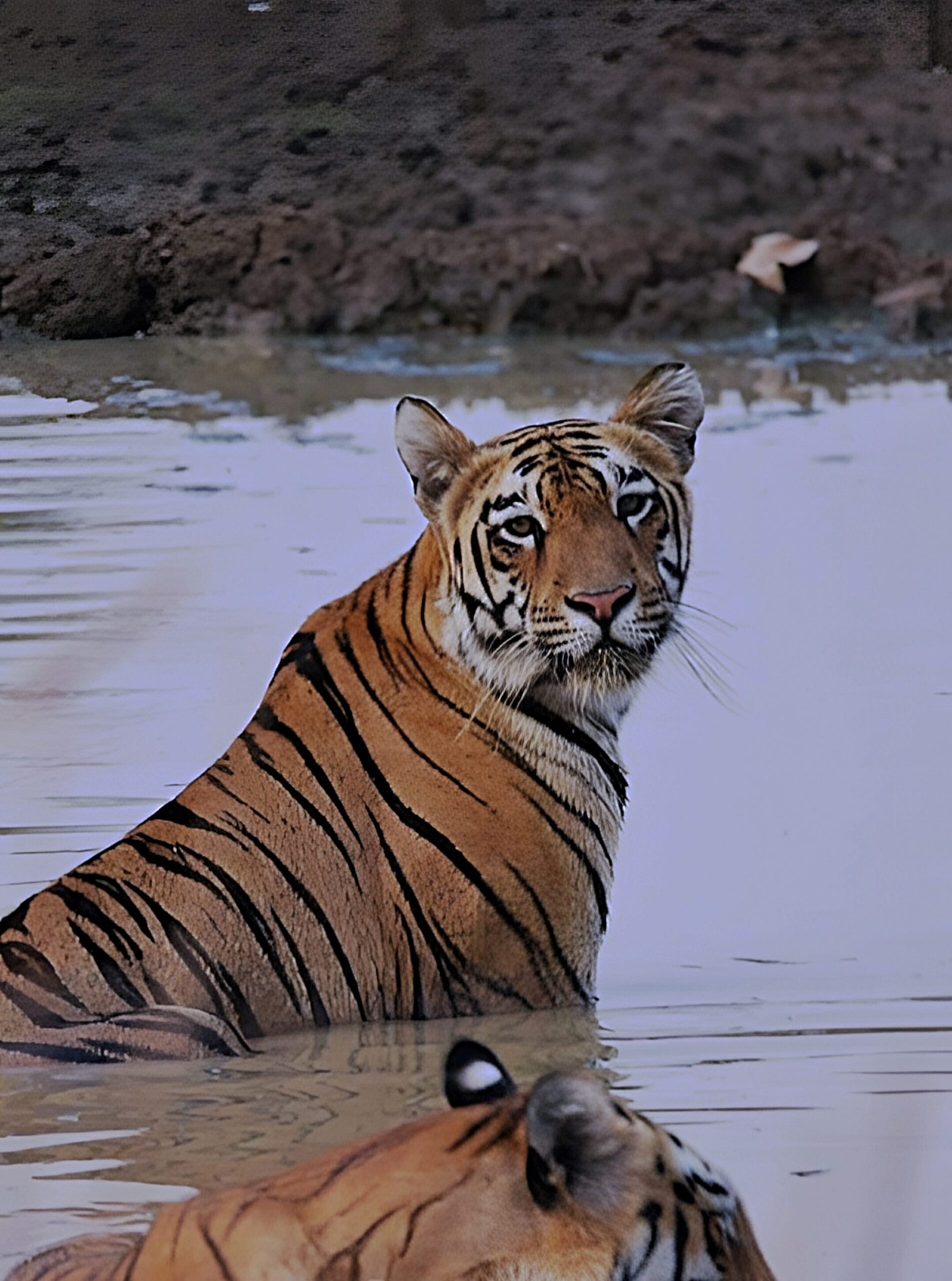 Tadoba Packages