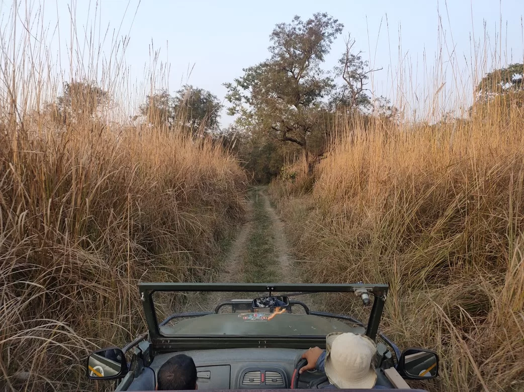 Tadoba Jungle Safari